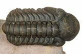 Metacanthina Trilobite With Reedops - Lghaft, Morocco #368572-1